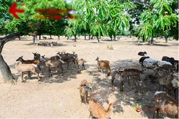 最新套竹雞視頻，自然美景的探索之旅，激發(fā)你的旅行熱情